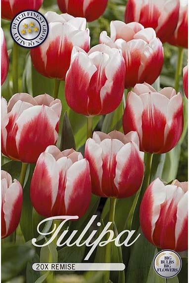 Tulpan Remise 20-pakning